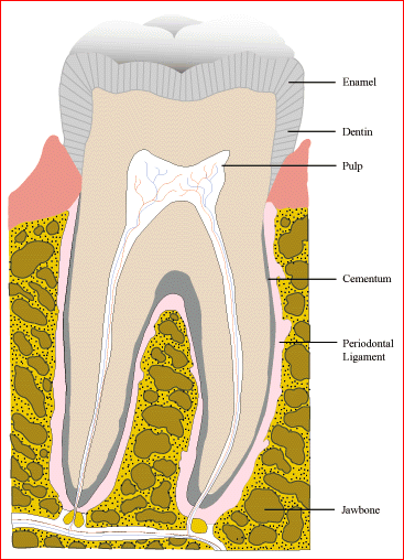 Dentist Oakville Tooth